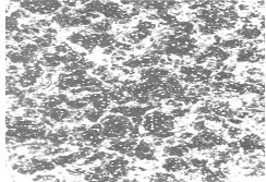 GCr15淬火回火金相組織400&times;